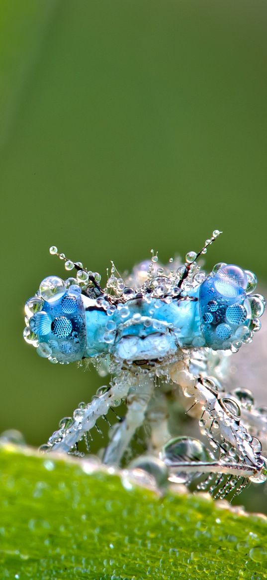 dragonfly, frost, macro, insect