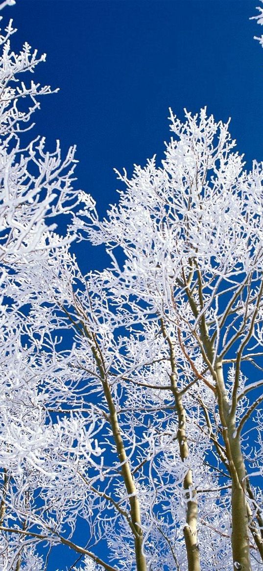 trees, branches, hoarfrost, sky, blue, cleanliness