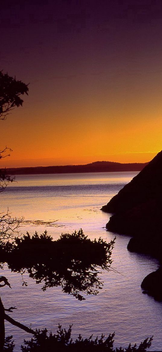 coast, sea, tree, outlines, twilight, evening, sky