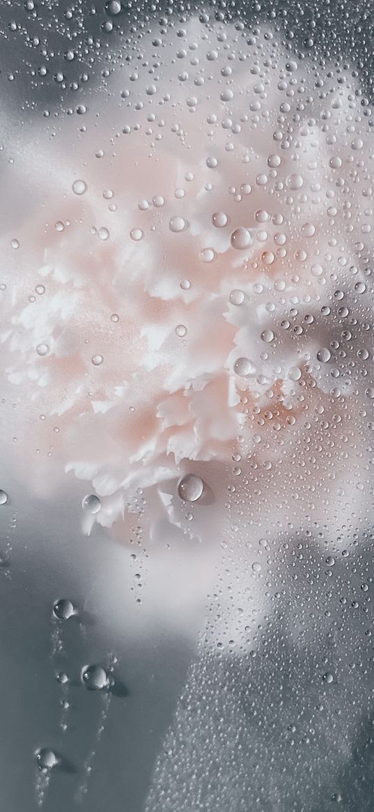 peony, flower, glass, drops, sediment