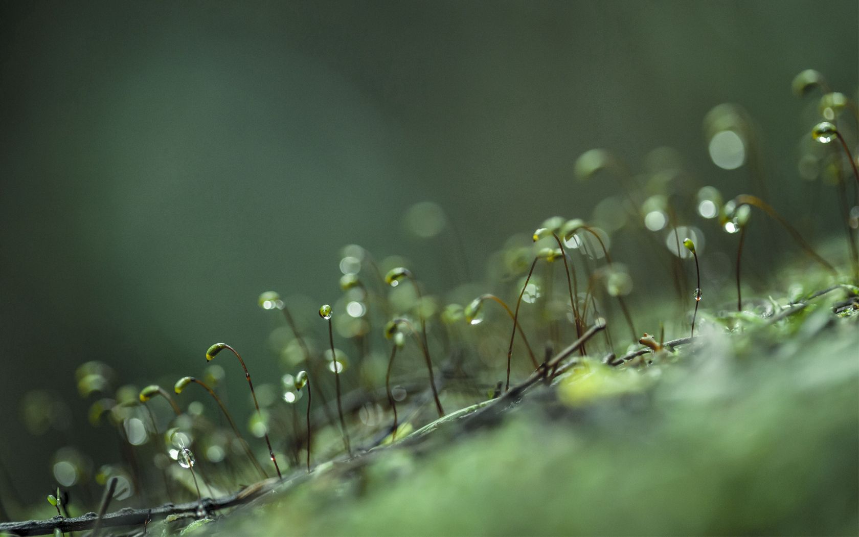 grass, seeds, macro, drops