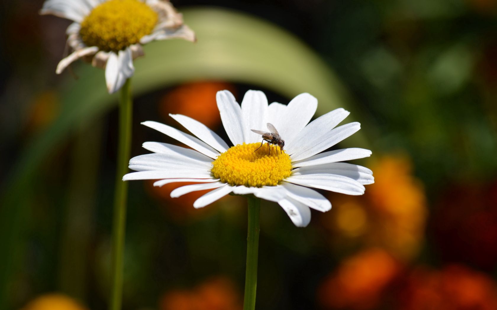 chamomile, flies, insects