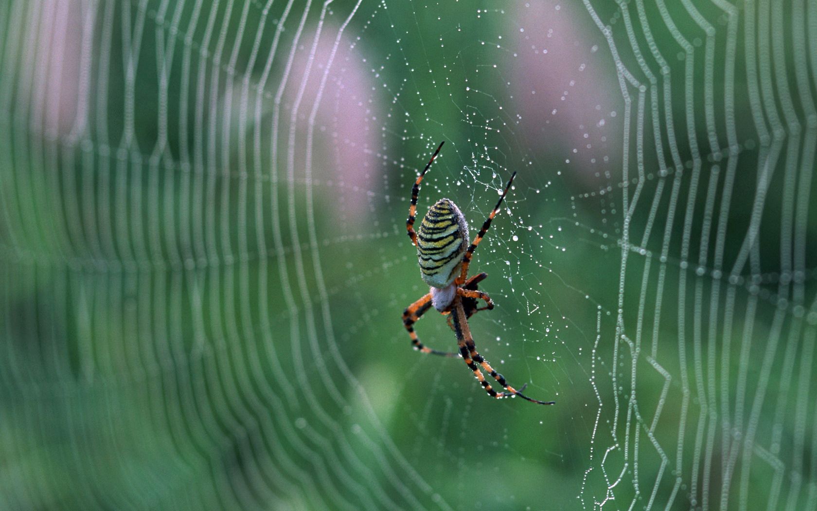 cobweb, spider, drops