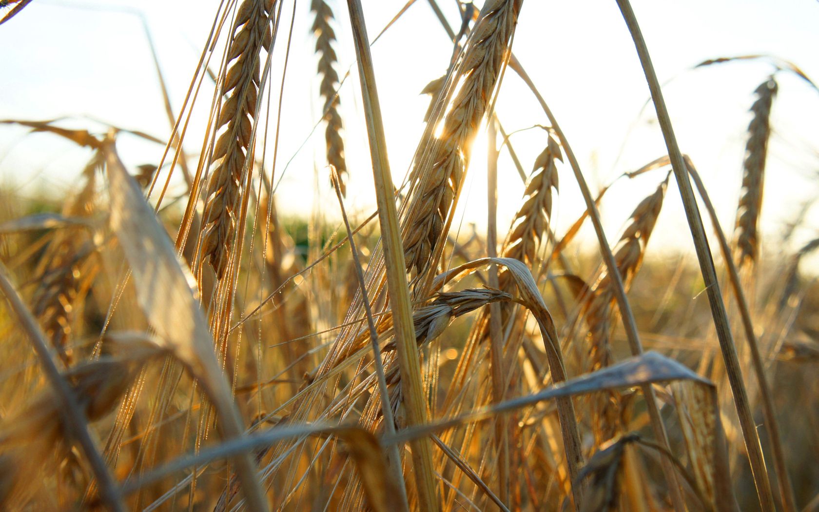 ears of corn, grass, ripe