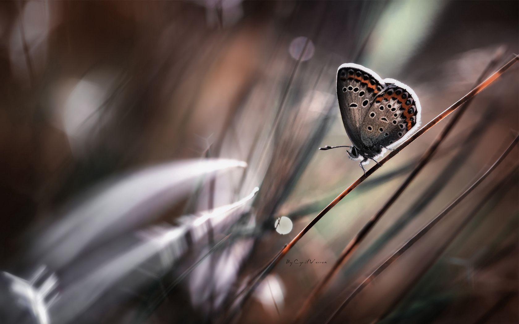 butterflies, grass, background