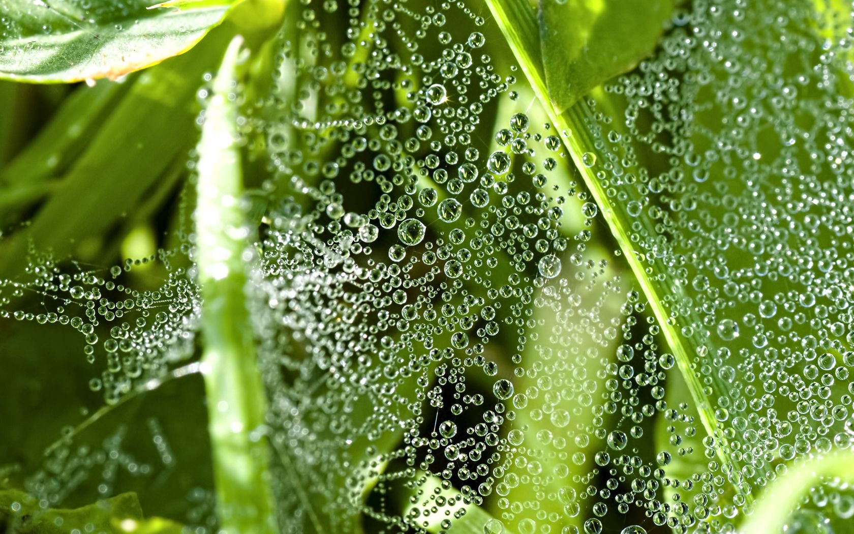 grass, leaves, drops, dew, spider webs