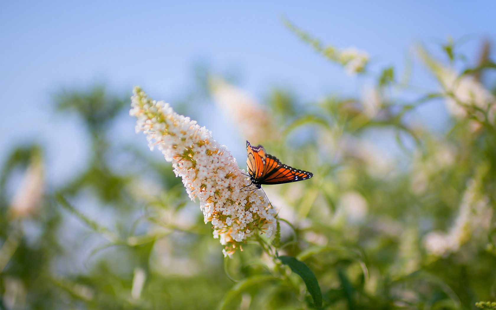 butterflies, grass, plants, leaves, insect