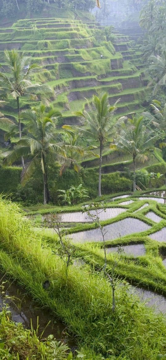 asia, rice fields, palm trees, economy