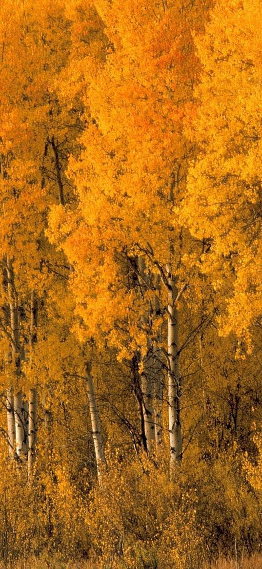 trees, birches, autumn, crones, bushes, leaves, yellow