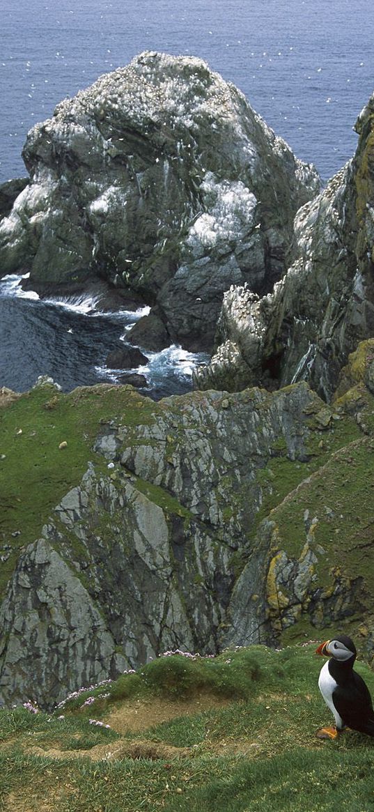 penguins, coast, rocks, ocean, seagulls