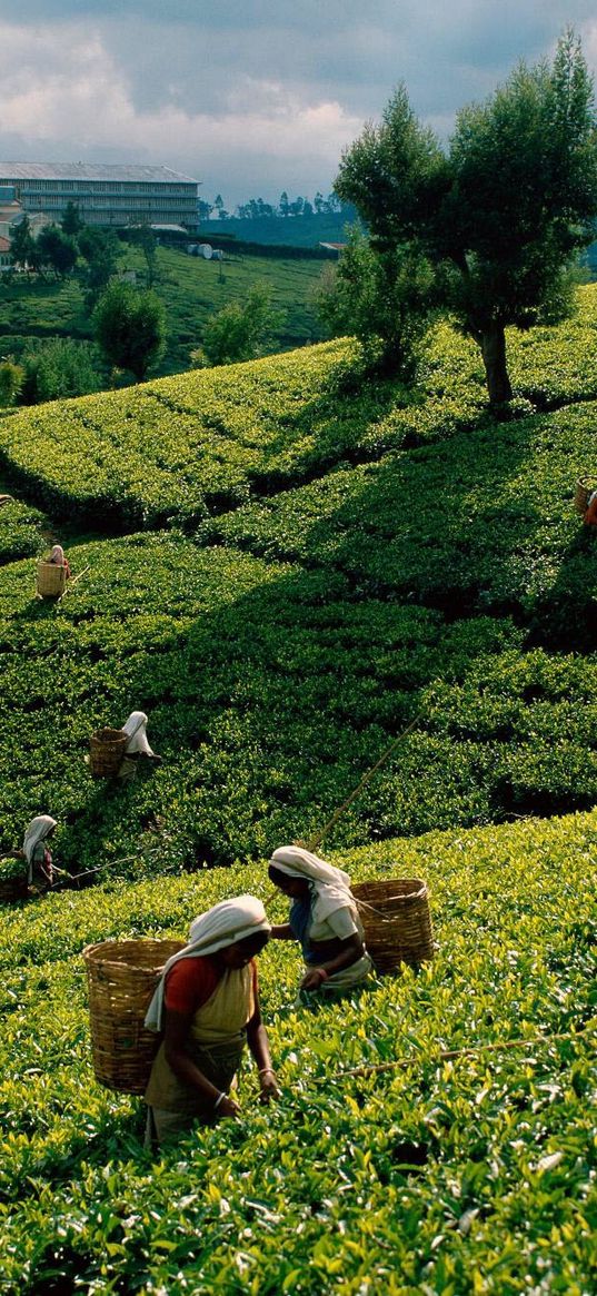 tea, plantations, fields, working women, gathering