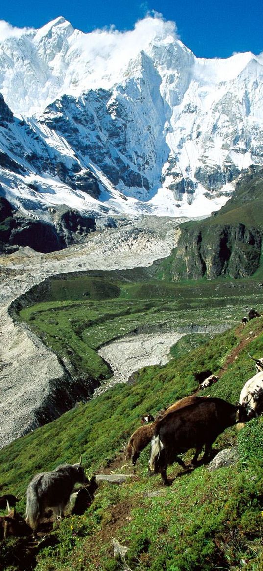 cows, mountains, pasture, slope, grass