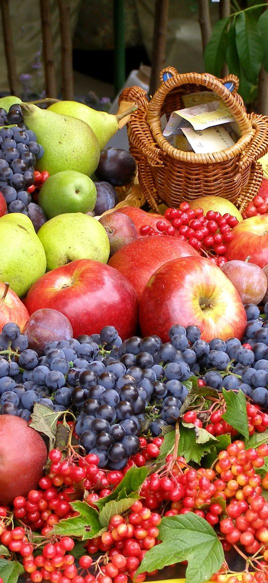 grapes, apples, much, fruits