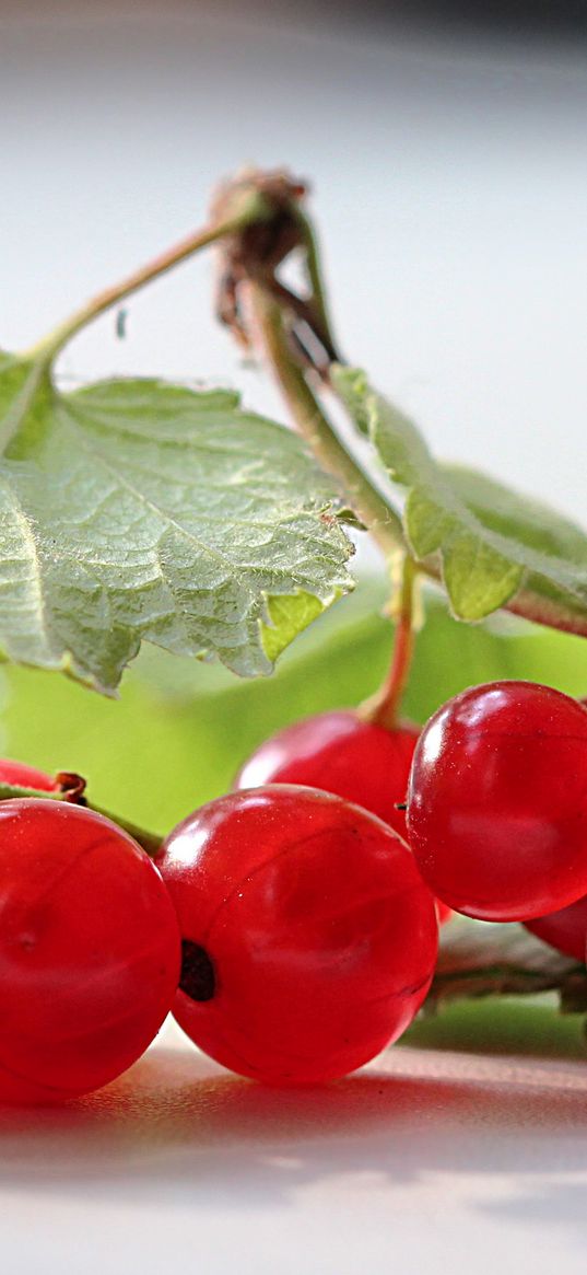 currants, branches, leaves, herbs