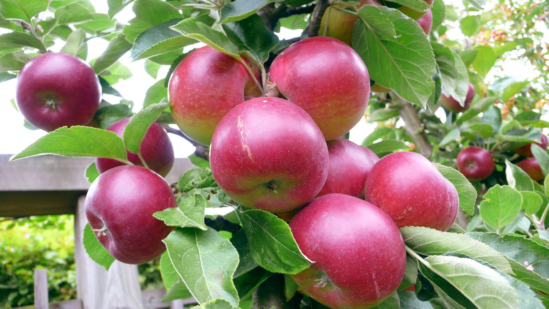 apples, branches, leaves, background