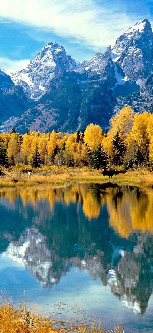 wood, lake, trees, autumn, national park, wyoming, reflection