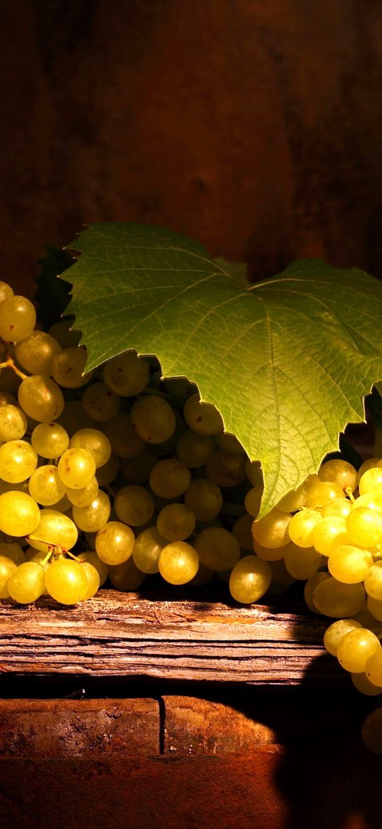 grapes, branch, brush, leaves, shade