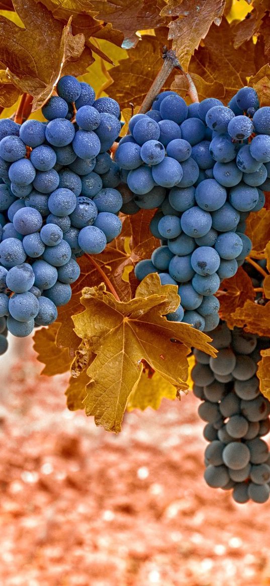 grapes, autumn, leaves, berries