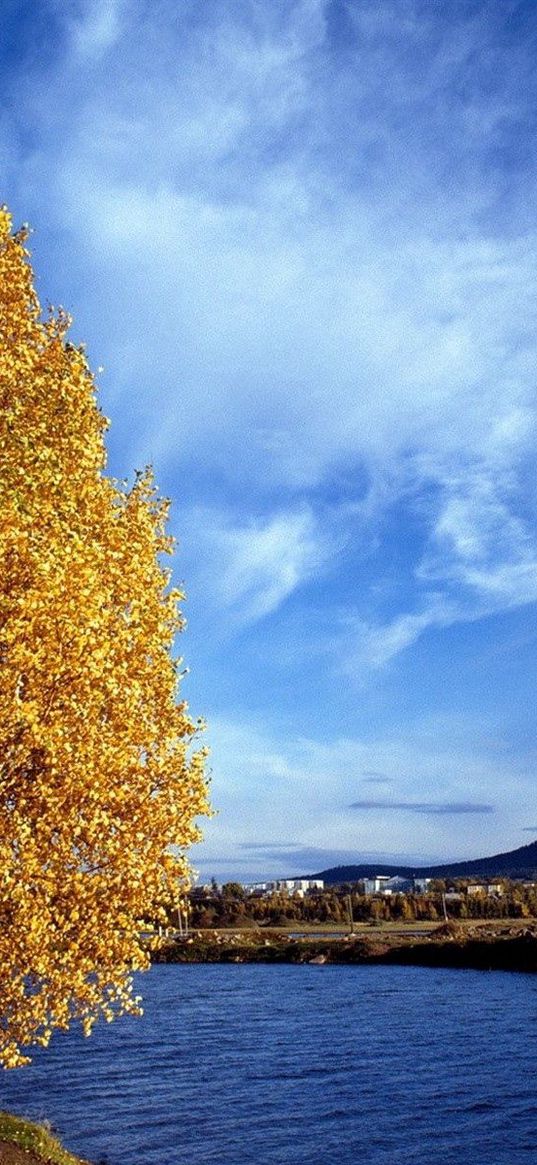 birch, coast, autumn, leaves, river, water, siberia