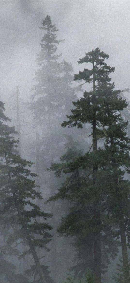 wood, trees, coniferous, fog, haze, siberia