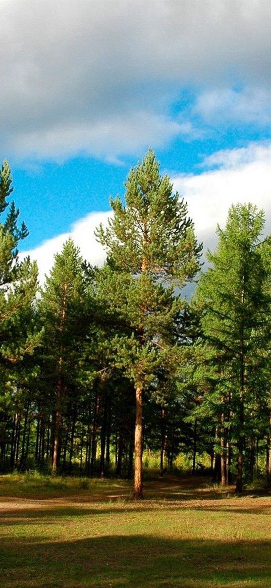 wood, trees, coniferous, siberia