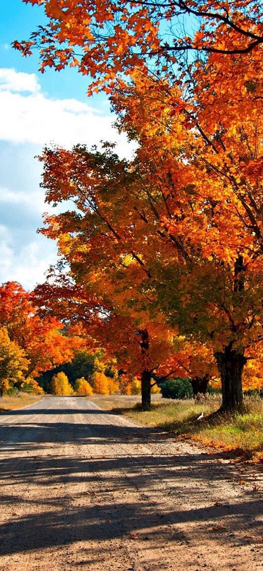 autumn, road, trees, leaves, yellow, shades