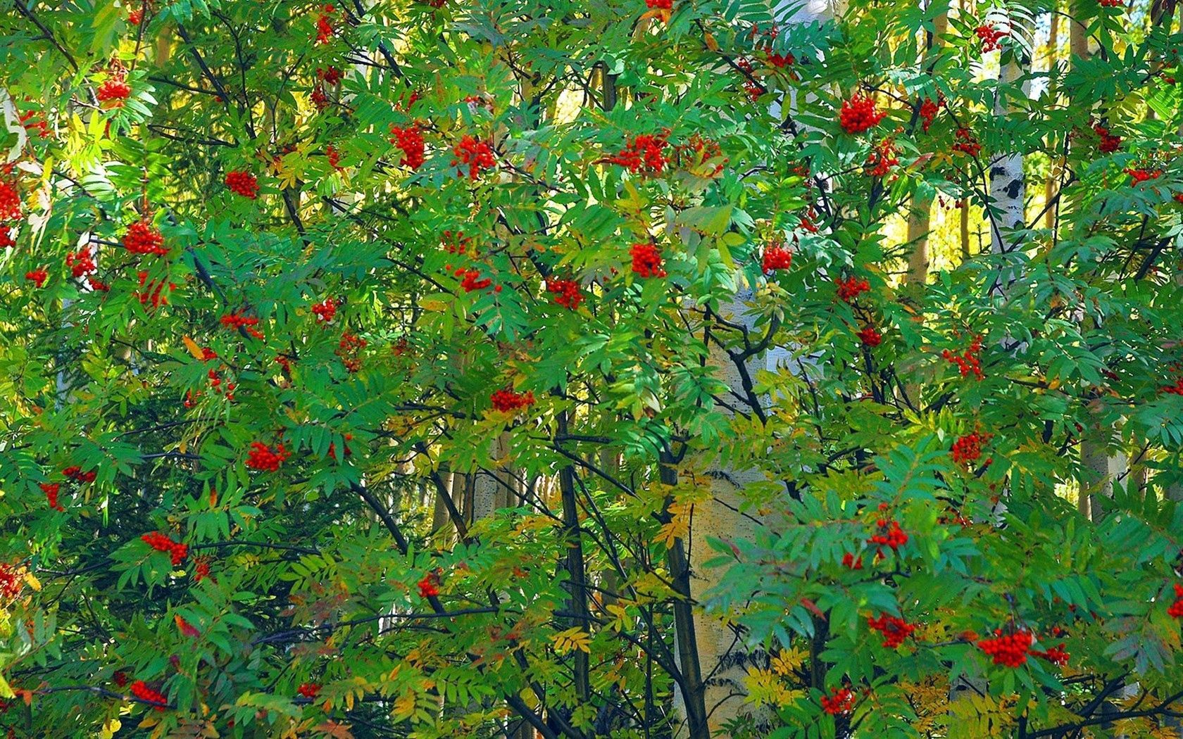 mountain ash, tree, berry, fruits, autumn, leaves