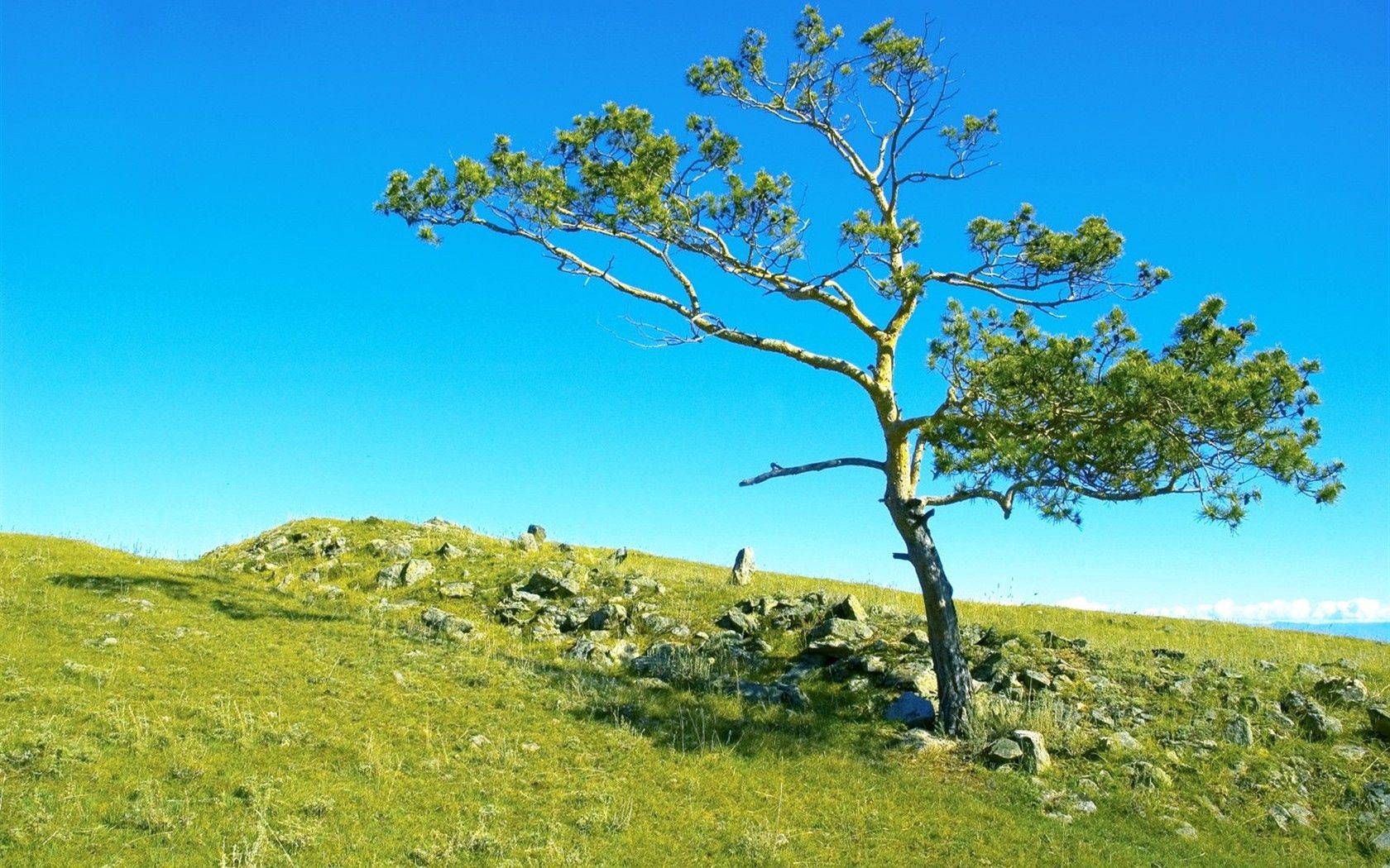 tree, branches, slope, stones, grass, siberia