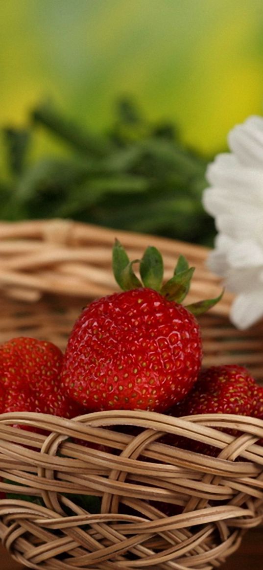 strawberries, flowers, basket, berries