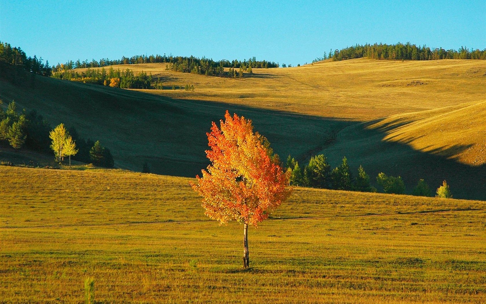 birch, siberia, field, autumn, yellow, shades