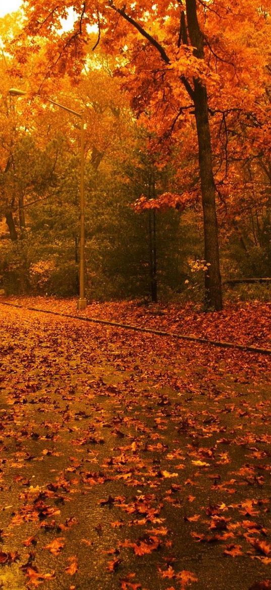 road, leaves, asphalt, after a rain, trees, wood