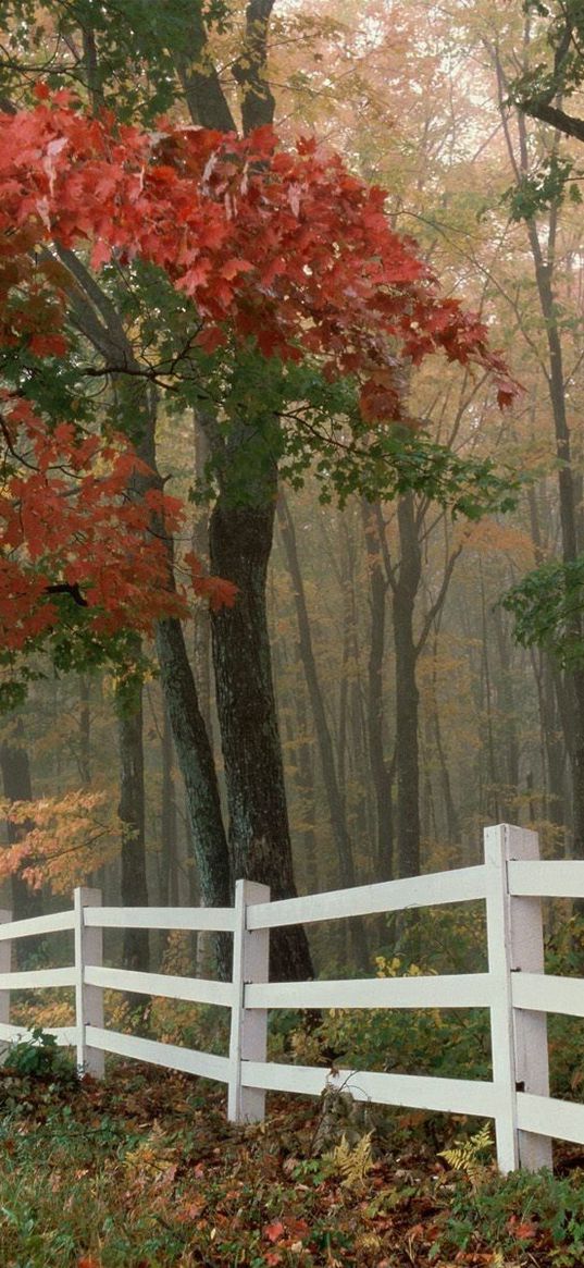 fence, trees, fog, autumn, leaves