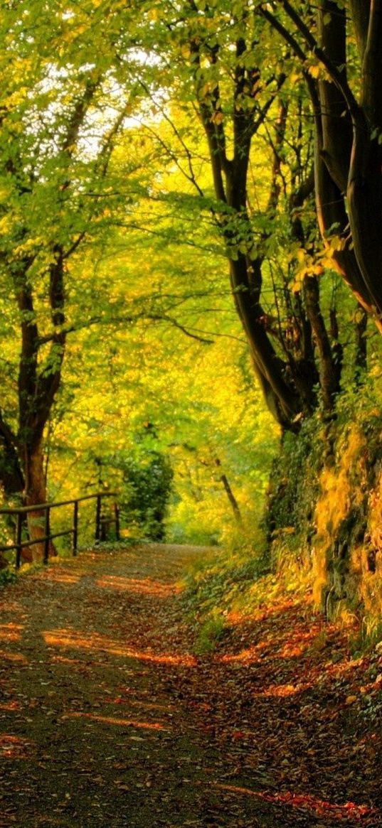 wood, track, stones, trees, autumn, leaves