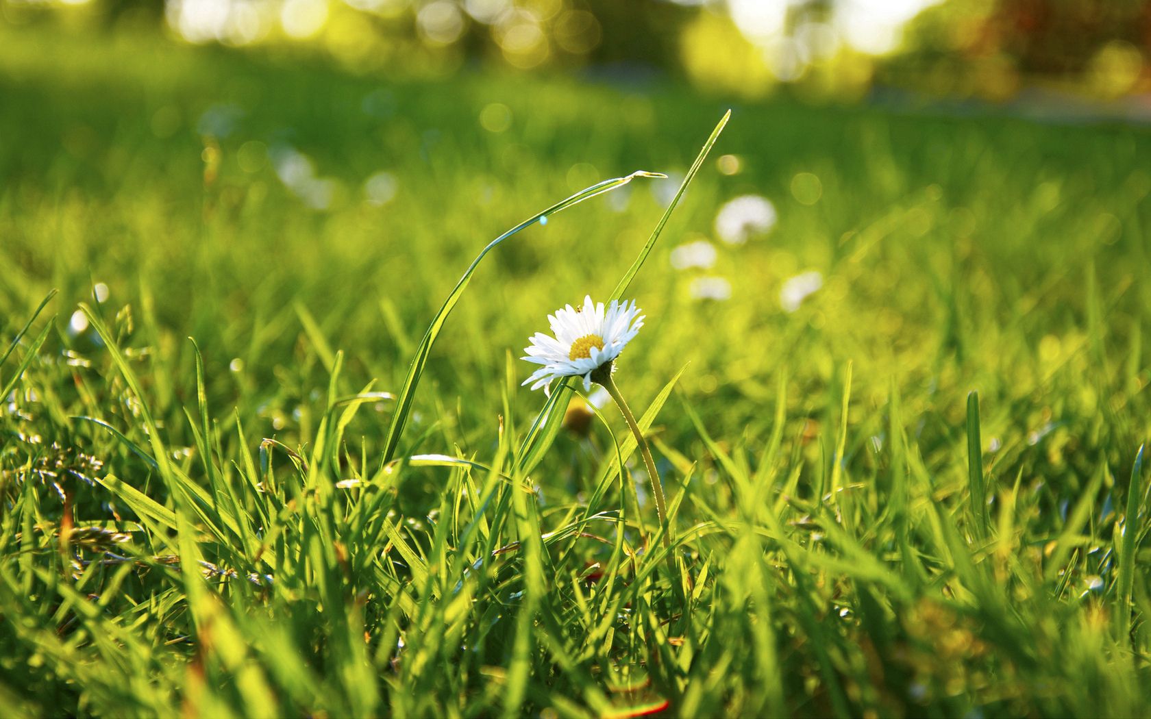 grass, daisy, flower, field