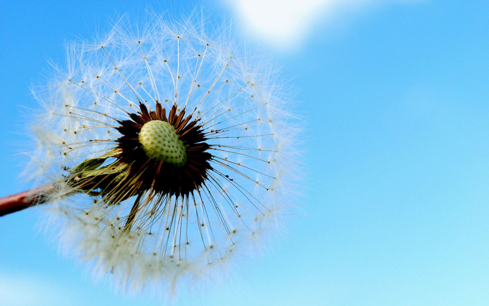 dandelion, sky, feathers, seeds, stem