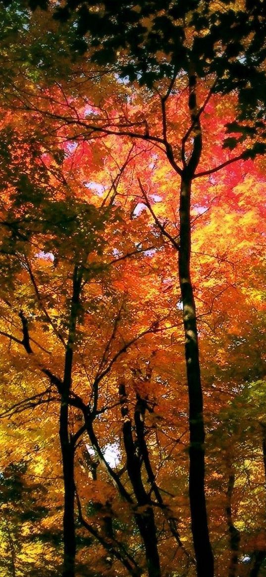 wood, trees, autumn, crones, colors, yellow, red, green