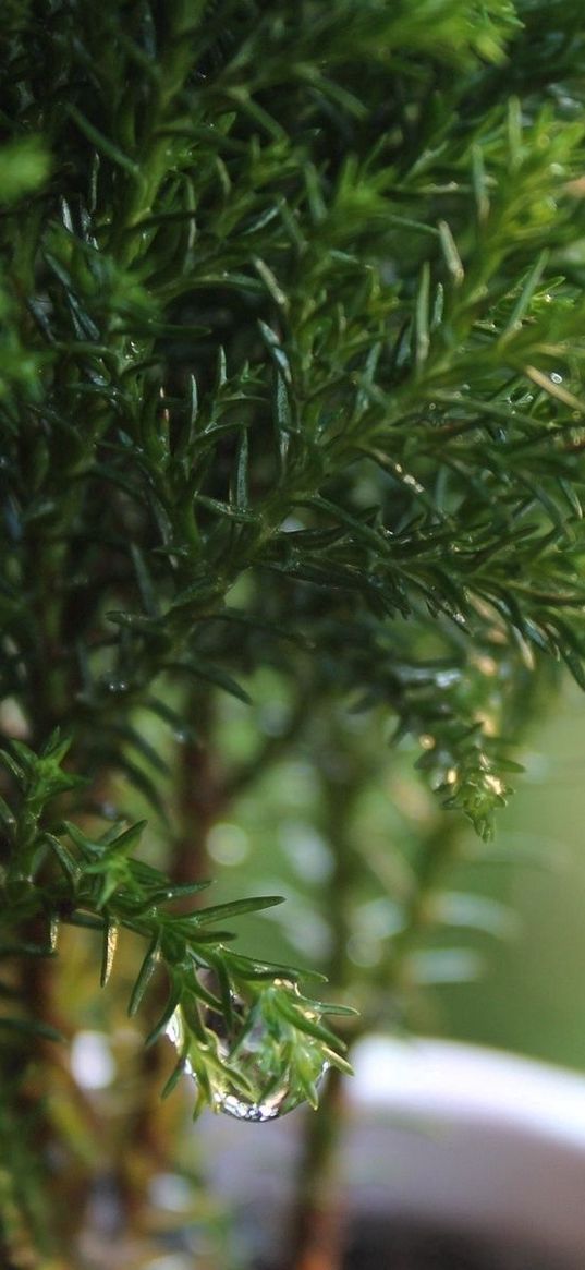 plants, grass, leaves, pot