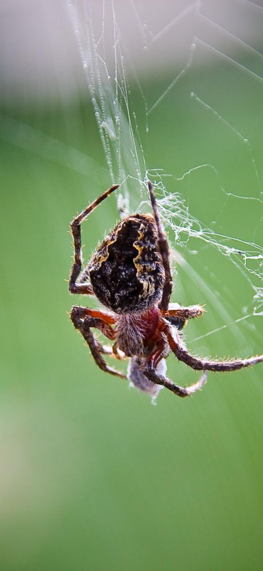 spider, web, weaving