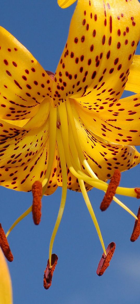 lily, flower, stamen, sky, background, petals, stains