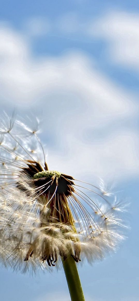 dandelion, seeds, fly, stem