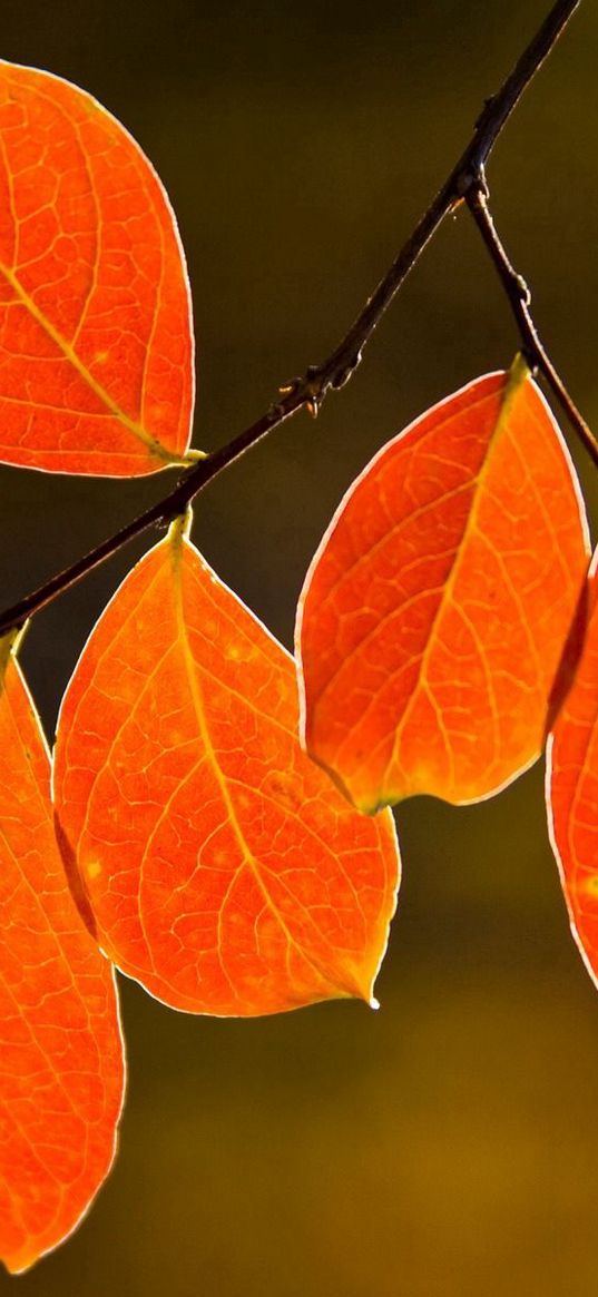 leaves, yellow, autumn, branch, veins