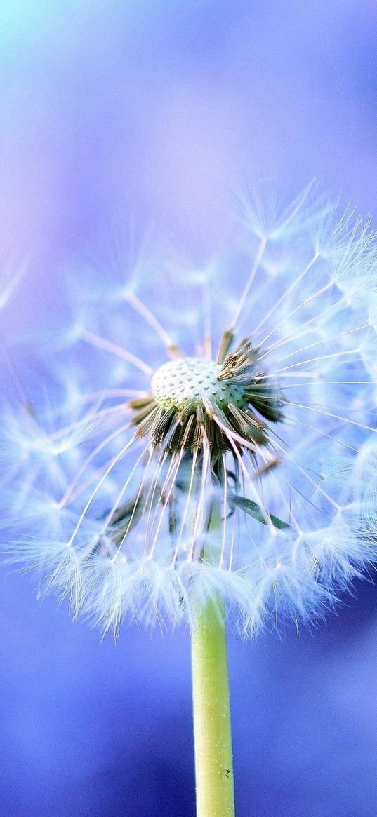 dandelion, background, feathers, seeds