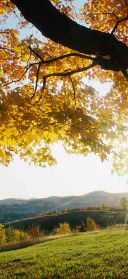 sun rays, branches, tree, leaves, yellow, autumn, light, meadow