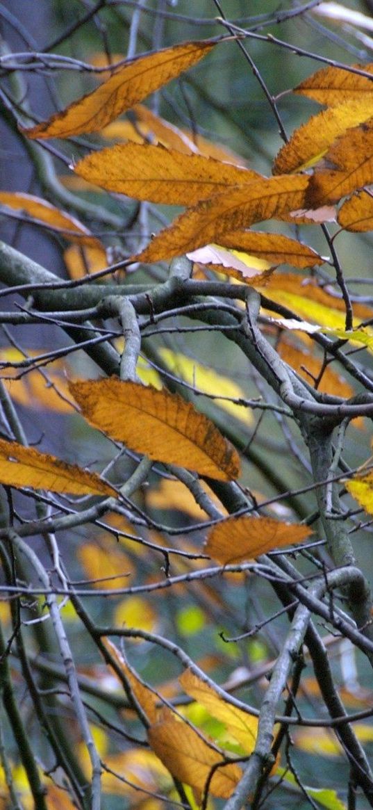 leaves, yellow, autumn, branch, grey