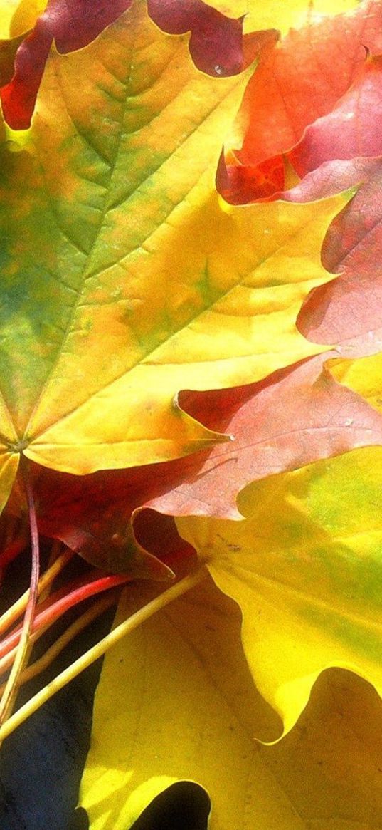 leaves, yellow, autumn, maple, colors, bouquet