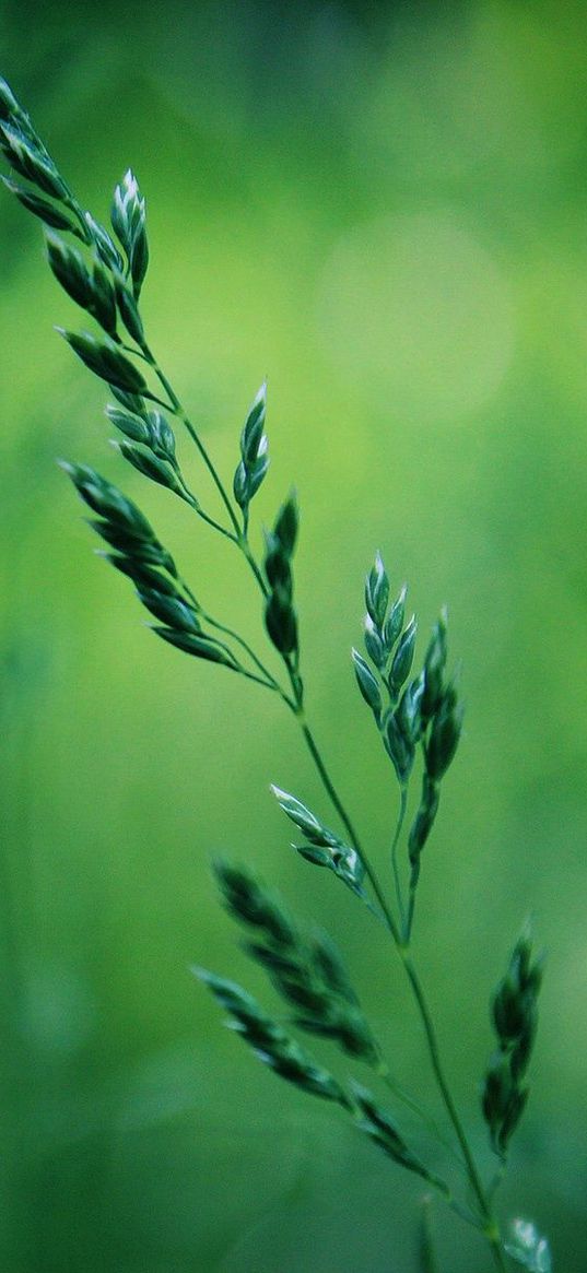 grass, stalk, blurring