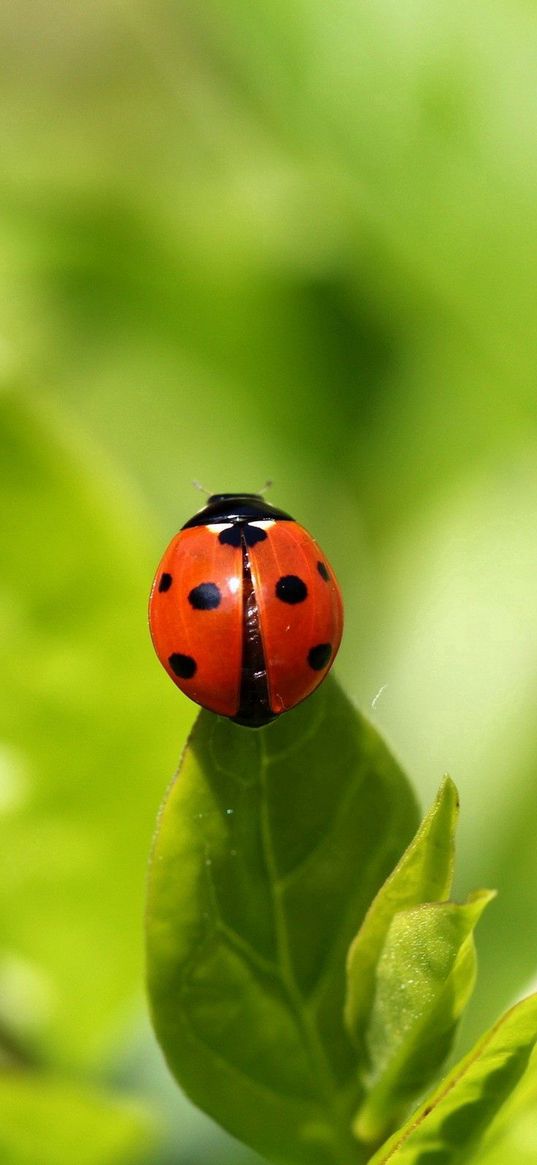 ladybug, insect, grass, climbing, background