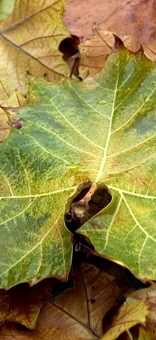 leaves, yellow, autumn, maple, green