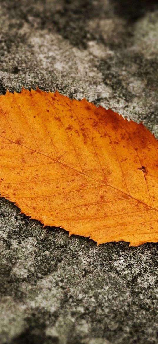 sheet, yellow, autumn, grey, earth, background