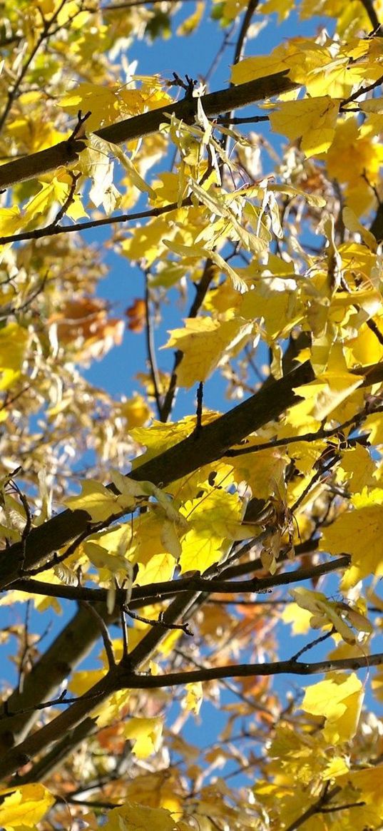 leaves, yellow, autumn, maple, branches, tree